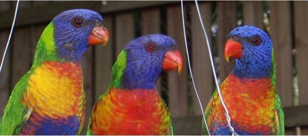 Parrots