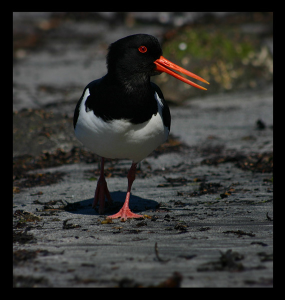 ostrygojad (Haematopus ostralegus)