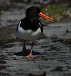 ostrygojad (Haematopus ostralegus)