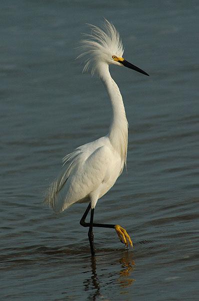 Snowy Egret