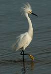 Snowy Egret