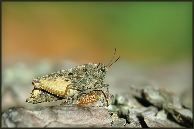 Tetrix undulata (konik kamuflażysta)