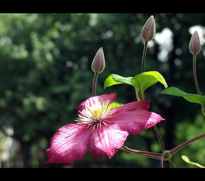 clematis