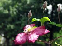 clematis