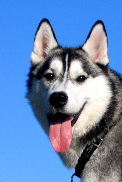 Amor-Syberian Husky