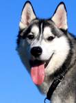 Amor-Syberian Husky