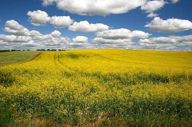 Polski widoczek