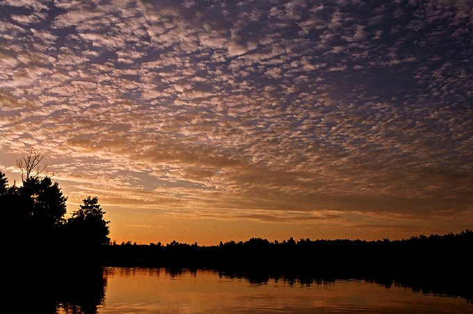 Narew