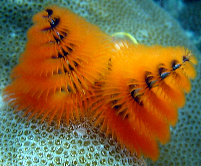 The Christmas tree worm (Spirobranchus giganteus)