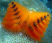 The Christmas tree worm (Spirobranchus giganteus)