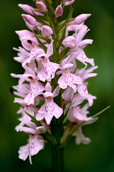 Dactylorhiza fuchsii  (stoplamek Fuchsa)