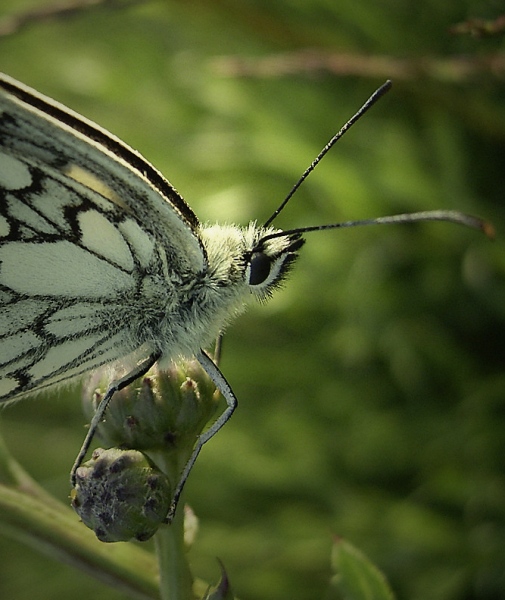 Motyl