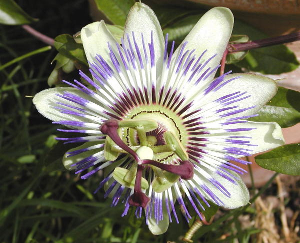 passiflora caerulea