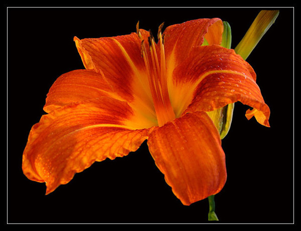 liliowiec (Hemerocallis x hybrida)