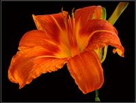 liliowiec (Hemerocallis x hybrida)