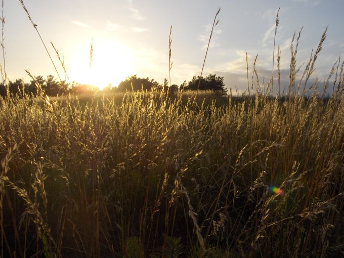 Fields of Gold