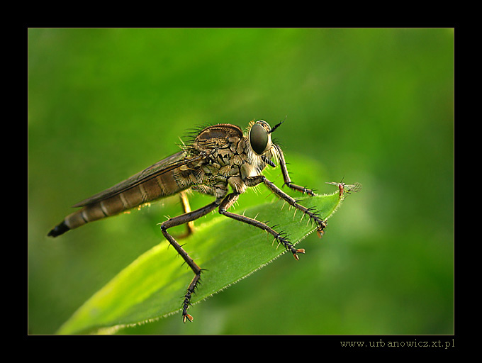 Łowczak niebieskawy (Neoitamus cyanurus)