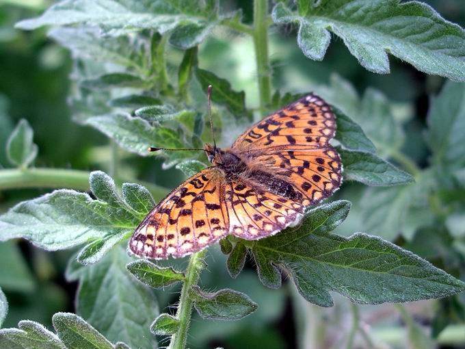 Motyl