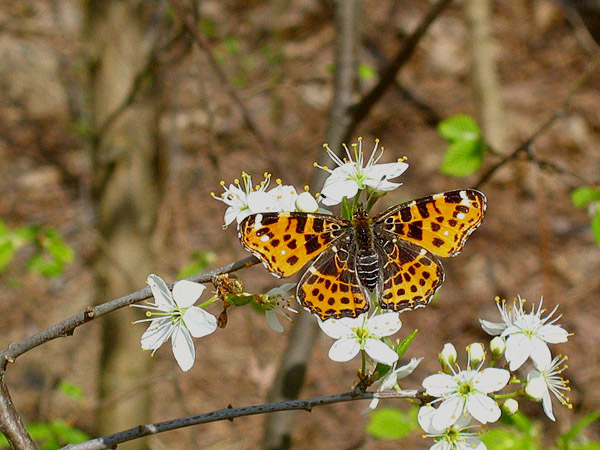 Map Butterfly - spring generation