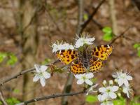 Map Butterfly - spring generation