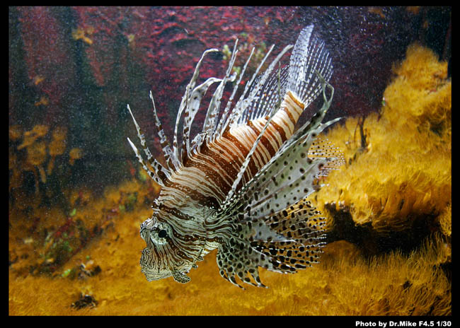 Skrzydlica (LionFish)