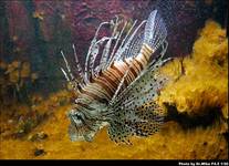 Skrzydlica (LionFish)