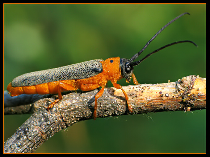 Dłużynka tarczooka (oberera oculata)