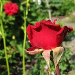 lady in red