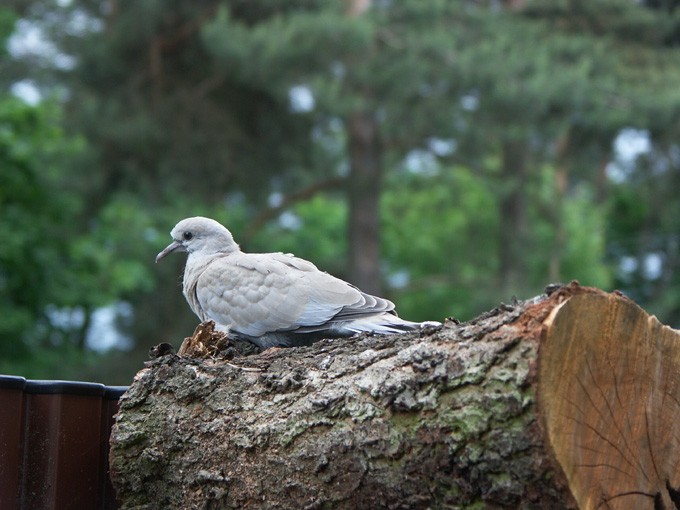 GOŁĄBek