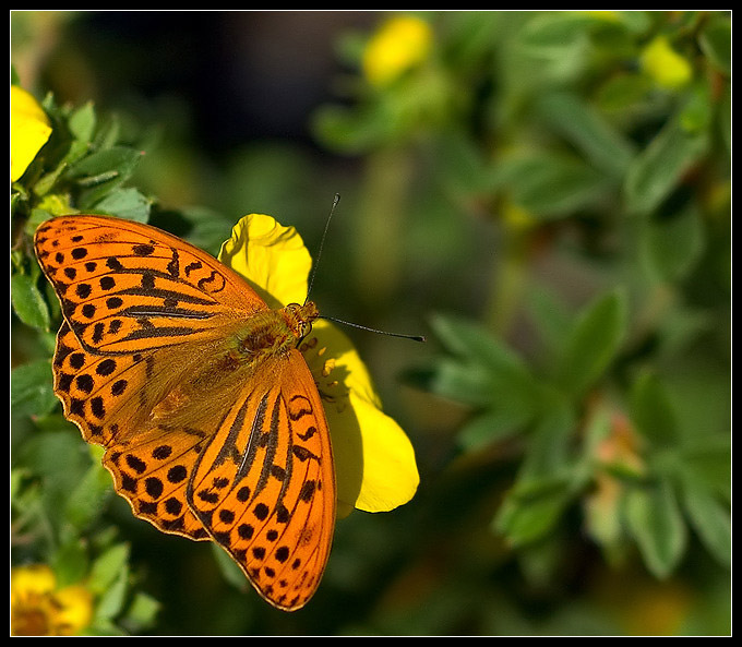 perłowiec malinowiec (Argynnis paphia)