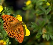 perłowiec malinowiec (Argynnis paphia)