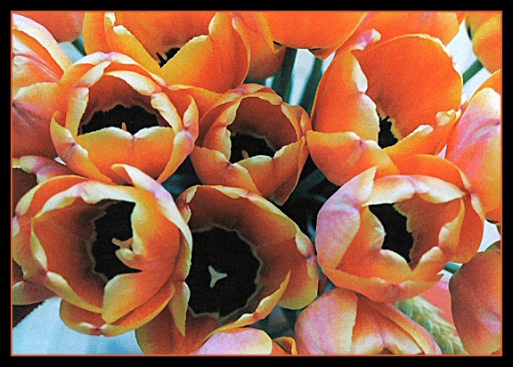 Tulipany