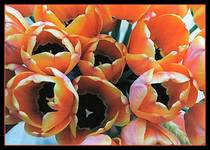 Tulipany