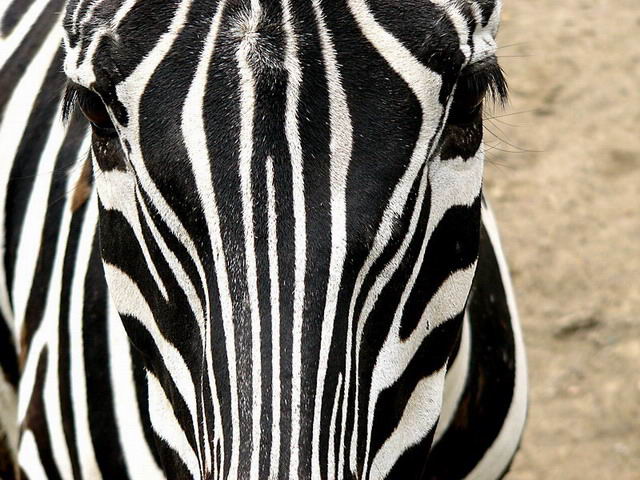 Zebra