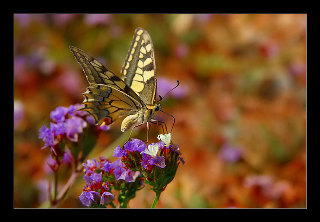 Papilio machaon