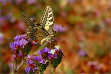 Papilio machaon