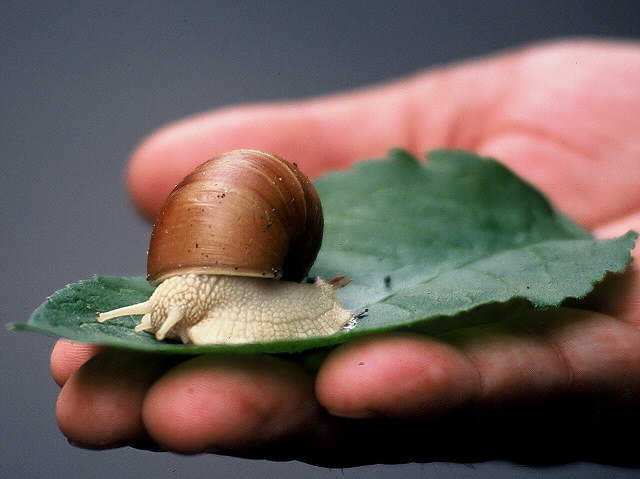 ślimk, ślimak pokaż rogi...;)