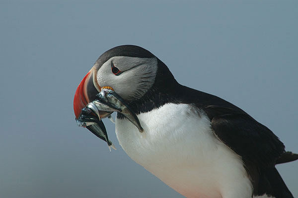 Atlantic Puffin