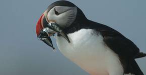 Atlantic Puffin