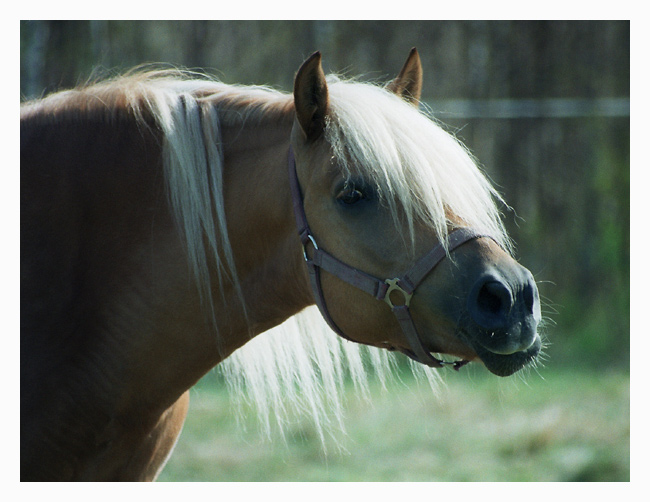 I znów haflinger. Kobyłka.