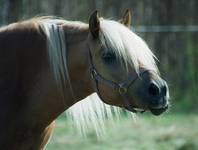 I znów haflinger. Kobyłka.