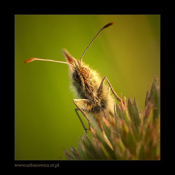 Strzępotek ruczajnik (Coenonympha pamphilus)