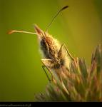 Strzępotek ruczajnik (Coenonympha pamphilus)