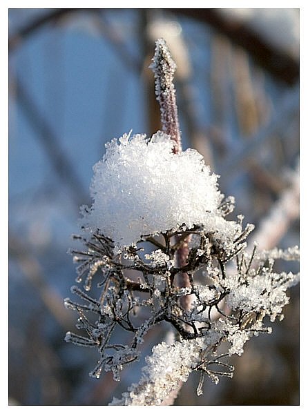 winter cookie