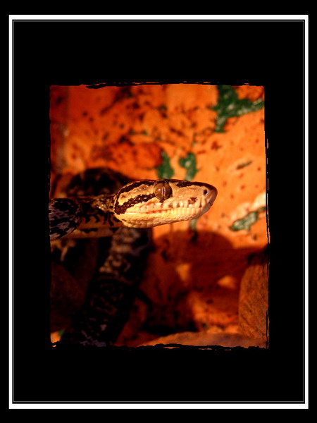 Amazon tree Boa