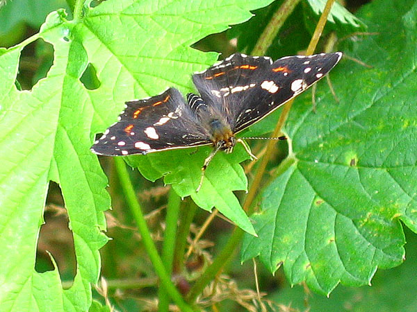 Map Butterfly - summer generation