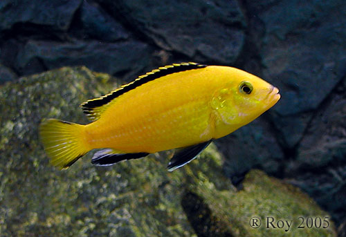 ryby w objektywie: Labidochromis "Yellow"