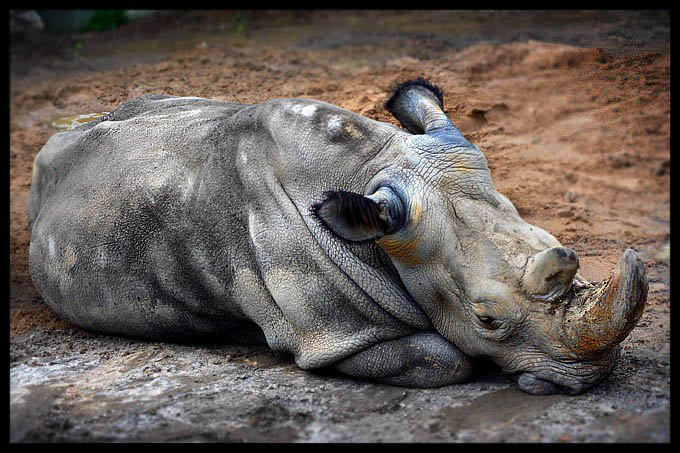 NOSI z Czeskiego ZOO