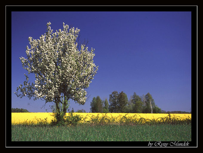 Ryży Mundek