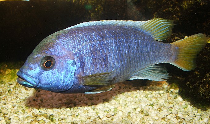 Pseudotropheus acei